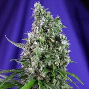 Sweet Seeds - Sweet Trainwreck Auto